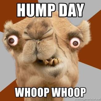 Hump-Day-Funny-Camel-Face-Picture